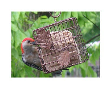 Heath Outdoor Products Oak Leaf Suet Feeder - 2304