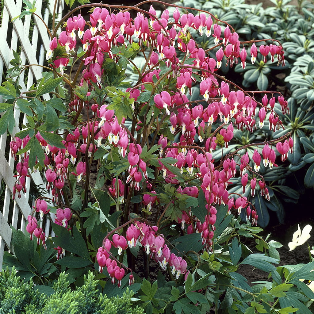 Van Zyverden Bleeding Hearts Set of 5 Plant Roots Pink Part Shade