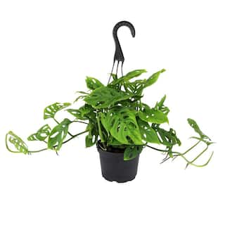 ALTMAN PLANTS 6 in. Monstera Swiss Cheese Houseplant Hanging Basket 0872670