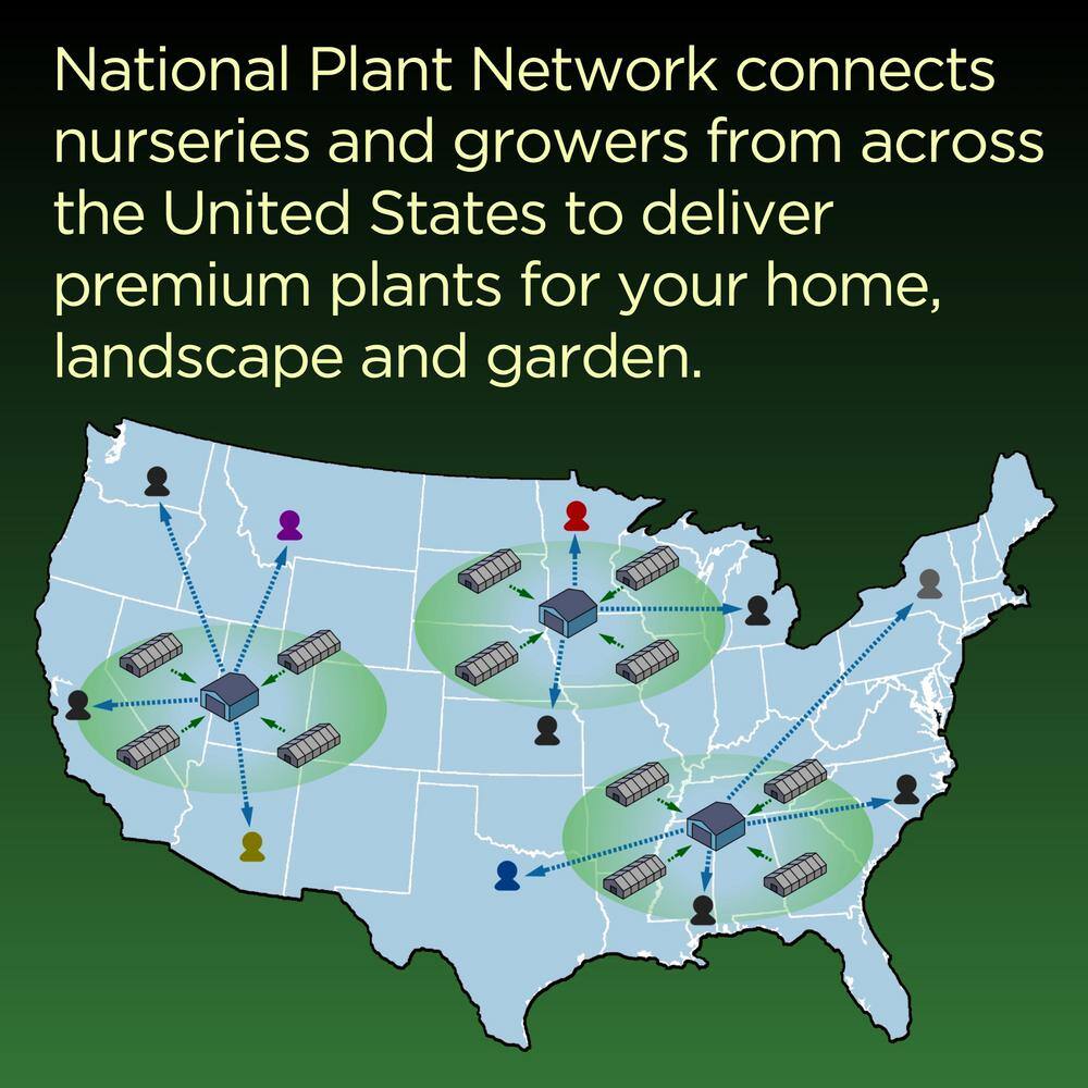 national PLANT NETWORK 2G Magnoiia Galaxy Tree in Grower Container (1-Piece) HD1440