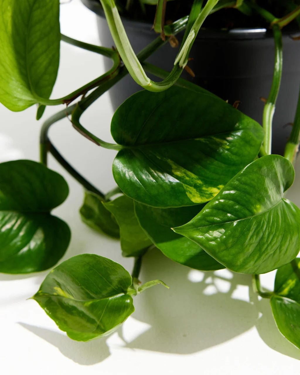 Lively Root Golden Pothos Kit