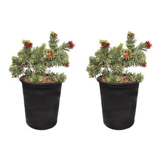 Alder  Oak #5 Container Dwarf Bottlebrush Evergreen Shrub  (2-pack) CALI05