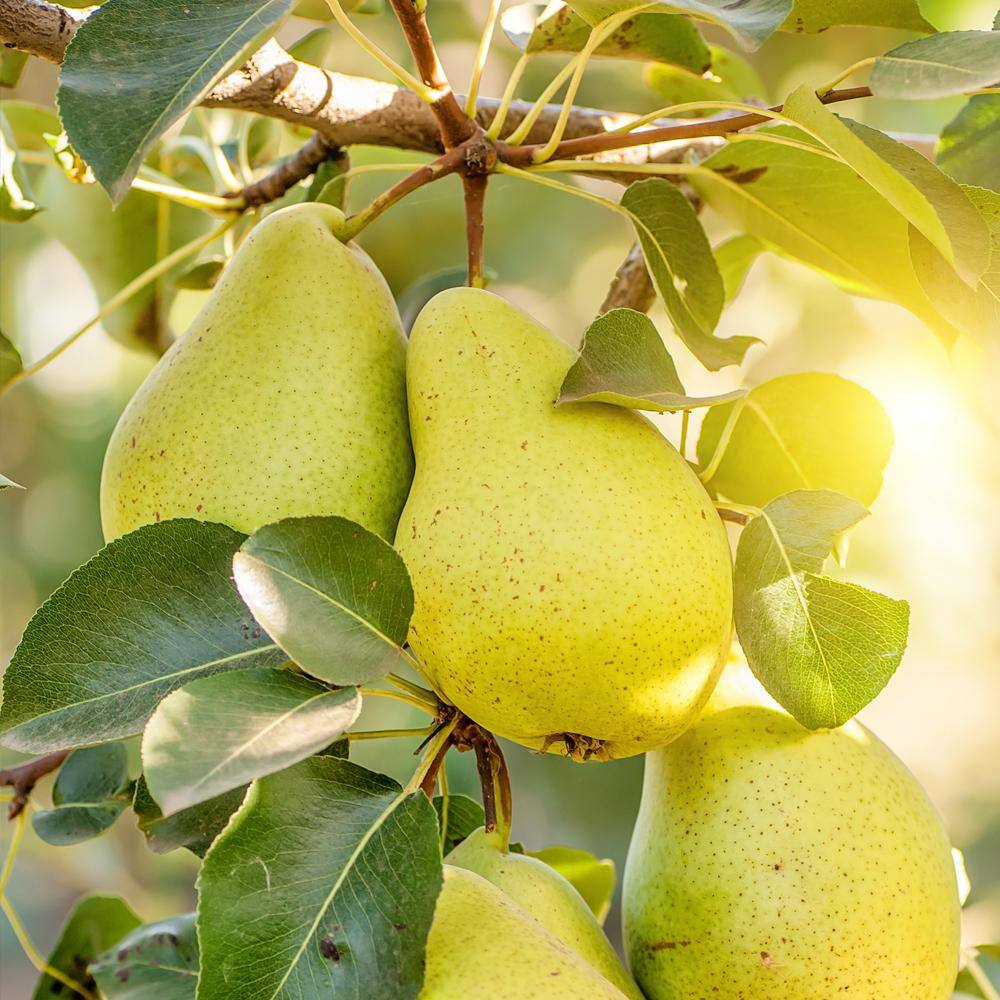 1 Gal. Bartlett Pear Tree PEABAR01G