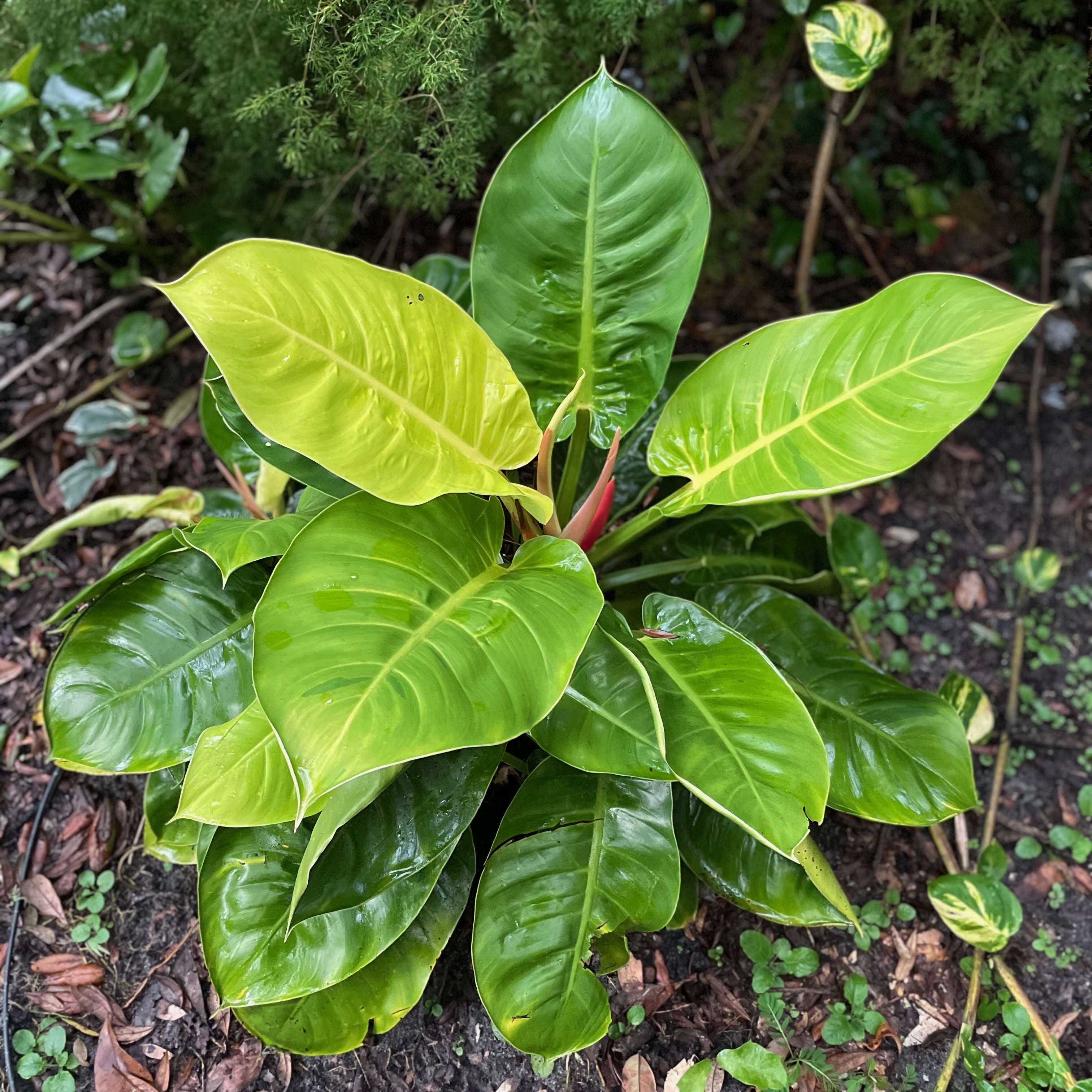 Philodendron Moonlight hybrid Live Plant - Philodendron - Wellspring Gardens Starter Plant