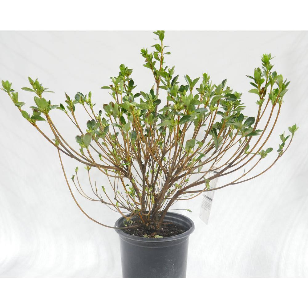 BELL NURSERY 1 Gal. RoseBud Azalea Live Flowering Evergreen Shrub Rosy Pink Double Flowers AZLEA1RBD1PK