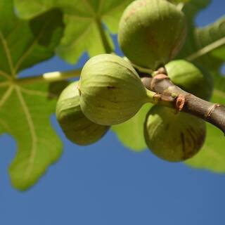 3 Gal. Black Mission Fig Tree (2-Pack) THD00116
