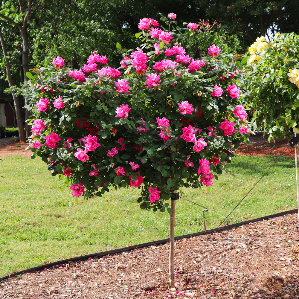 Pink Knock Out® Rose Tree