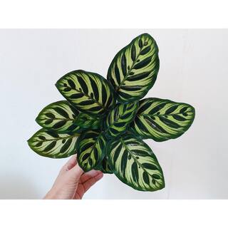 national PLANT NETWORK 4 in. Calathea Makoyana Plant (3-Pack) HD7688