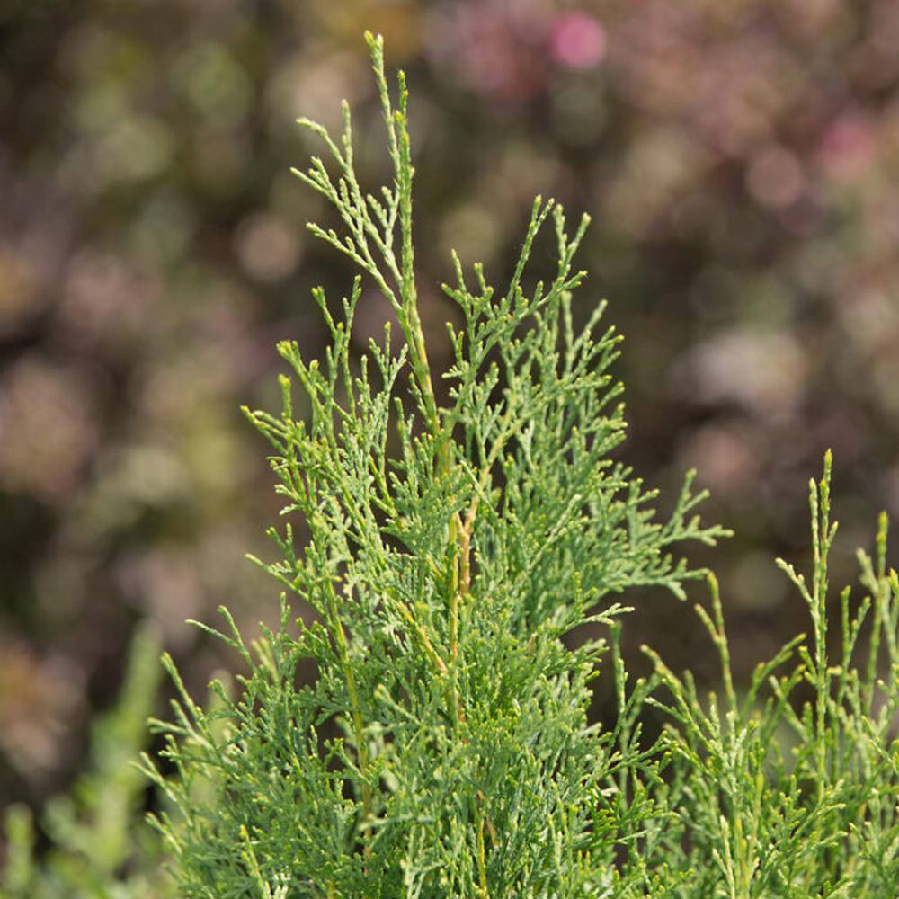 First Editions 3 Gal. Tall Guy Thuja Evergreen Shrub ARBTAL03G