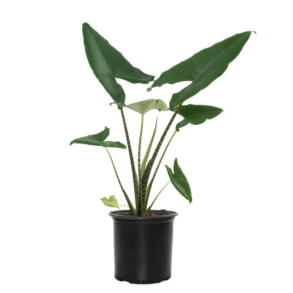 national PLANT NETWORK 10 In. Alocasia Zebrina Houseplant + in Grower Container