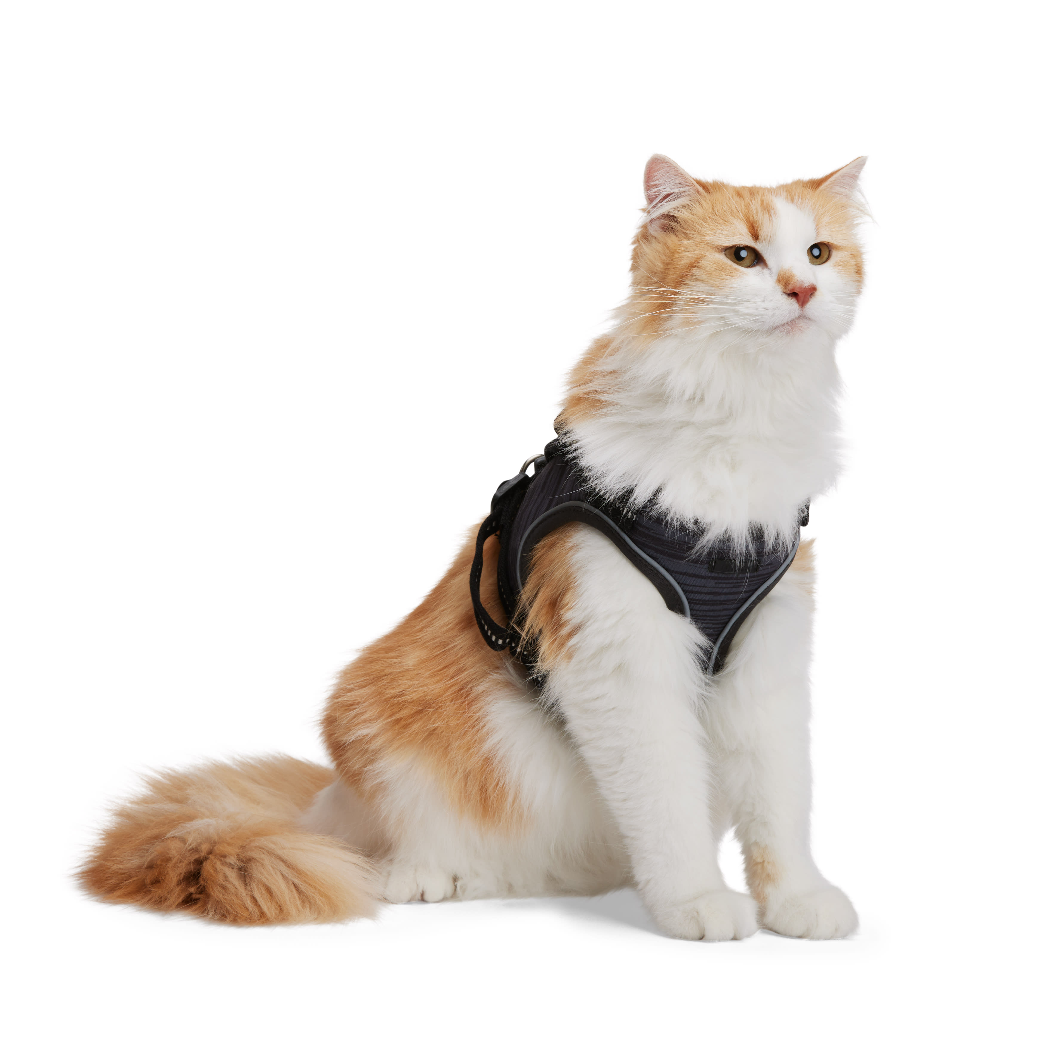 Reddy Grey Cat Harness Set， Small/Medium