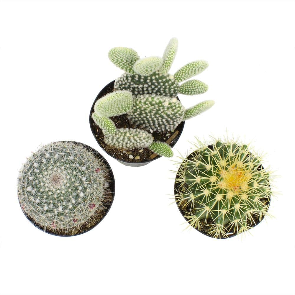 SMART PLANET 9 cm Assorted Cactus Plant Collection (3-Pack) 0882003