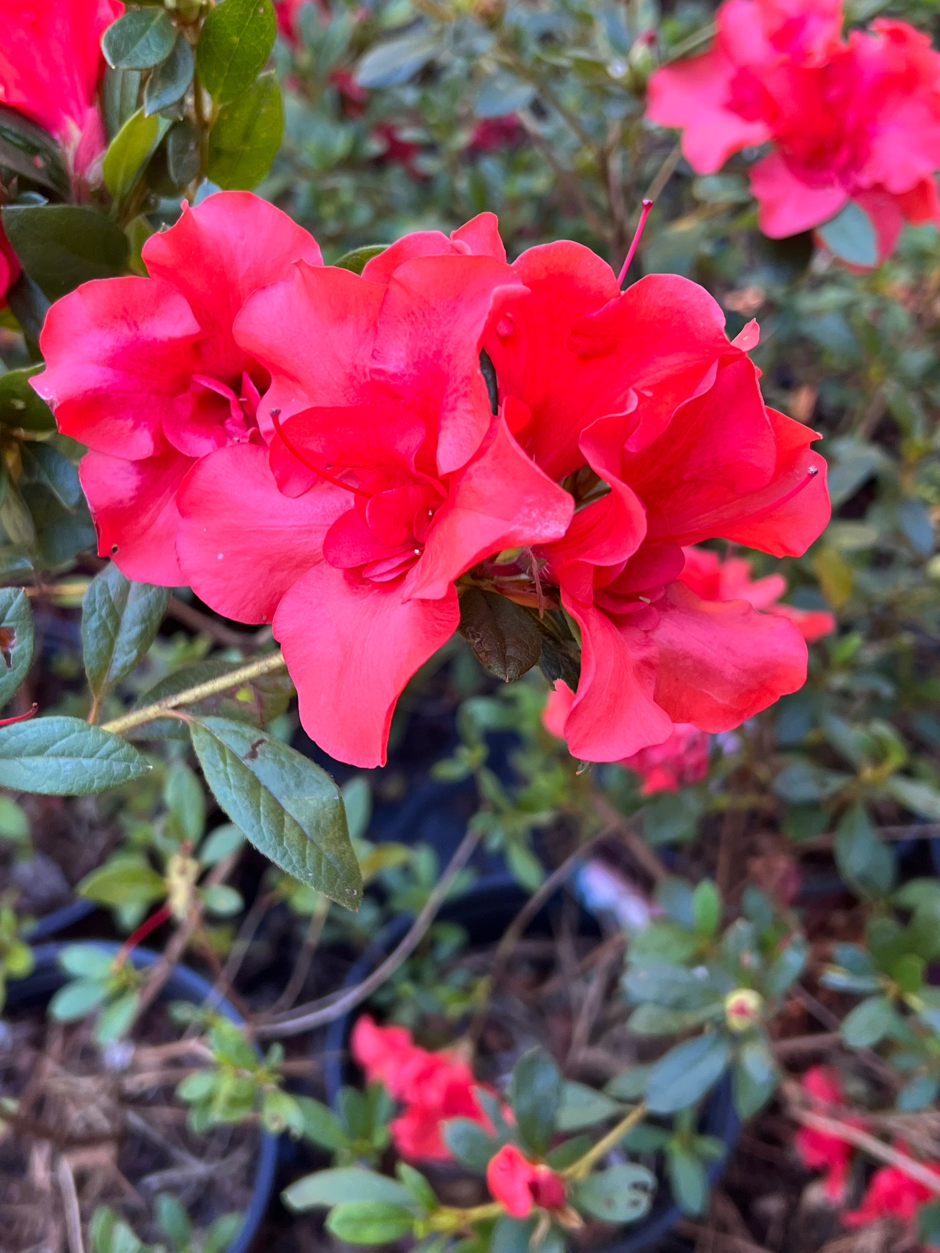 Encore Azalea Autumn Embers