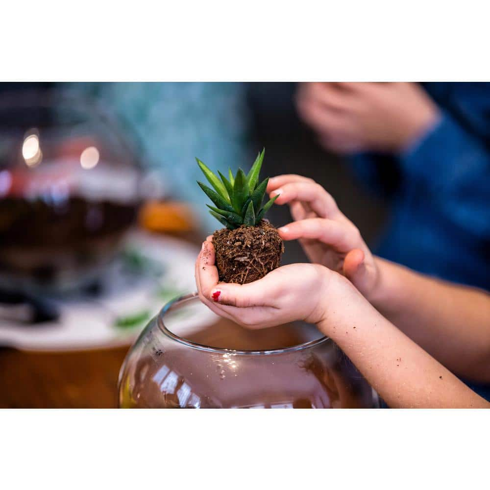 Costa Farms Mini Unique Indoor Succulent Plants in 2 in. Round Grower Pot， Avg. Shipping Height 2 in. Tall (25-Pack) CO.SUCMINI.GP25