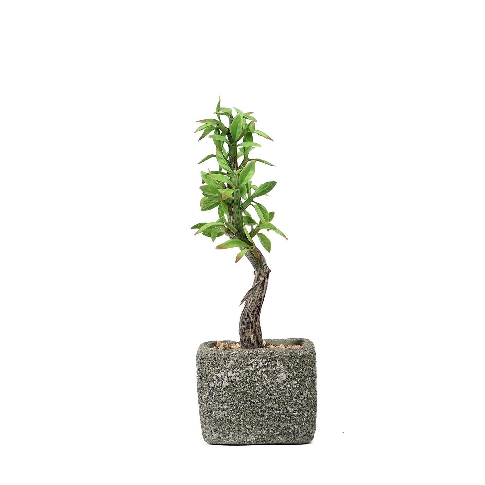 Concrete Planter Pot and Artificial Willow Tree Succulent Plant 9