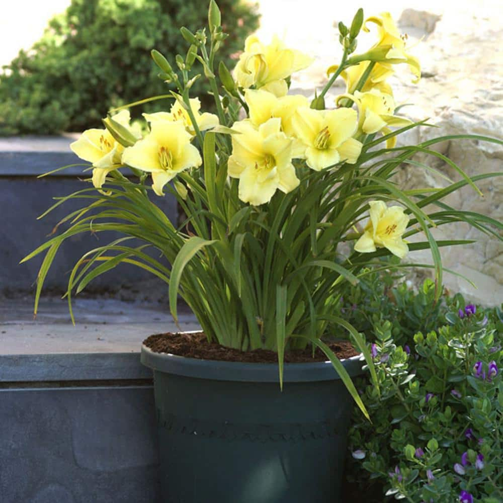 VAN ZYVERDEN Daylilies Fragrant Returns Roots (3-Pack) 11321