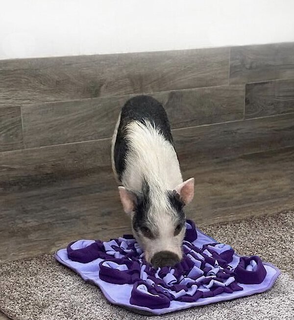 Piggy Poo and Crew Purple Snuffle Mat