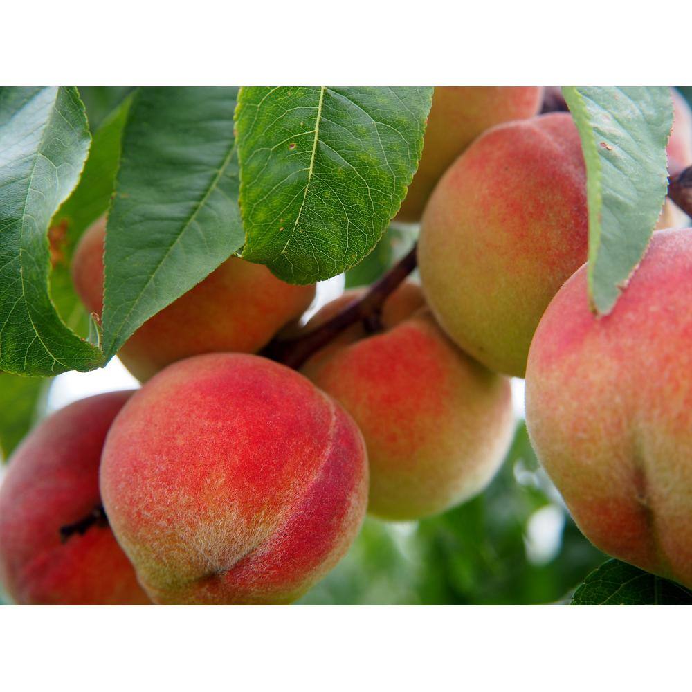 Online Orchards Frost Peach Tree Bare Root FTPE002