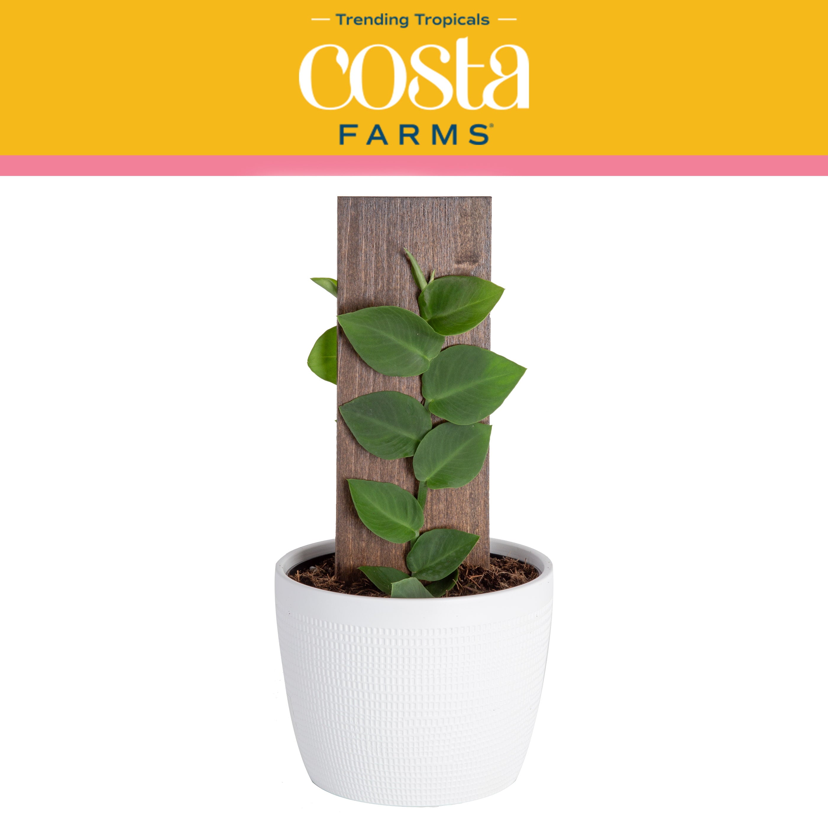 Costa Farms Trending Tropicals Live Indoor 15in. Tall Green Shingle Plant; Bright， Indirect Sunlight Plant in 6in. Ceramic Planter