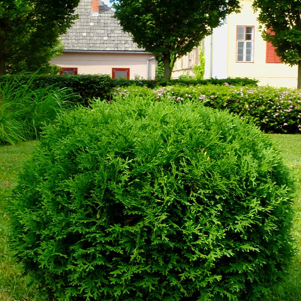 Hetz Midget Thuja Shrub