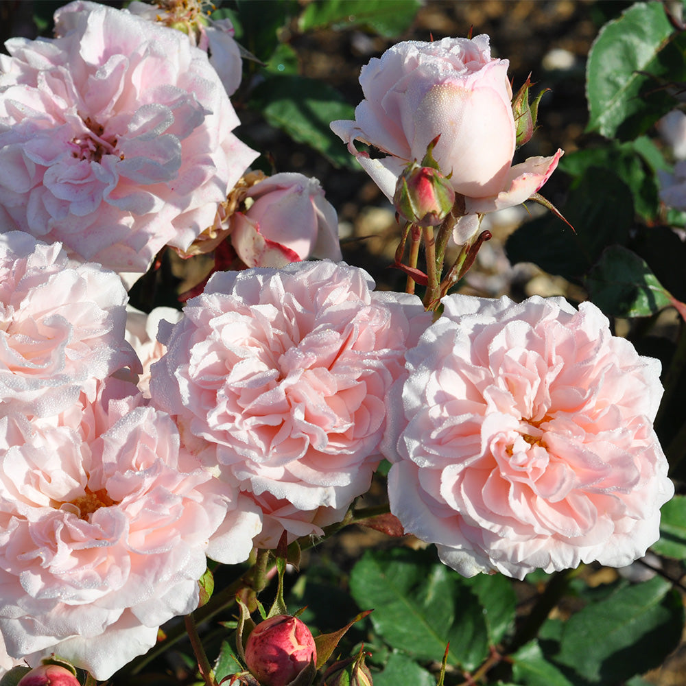 Heirloom Roses Live Plant - Memories™ Shrub Rose Bush - Pink Roses For Garden