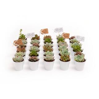 The Succulent Source 2 in. Wedding Event Rosette Succulents Plant with White Metal Pails and Thank You Tags (60-Pack) 2-R-W-TY-60