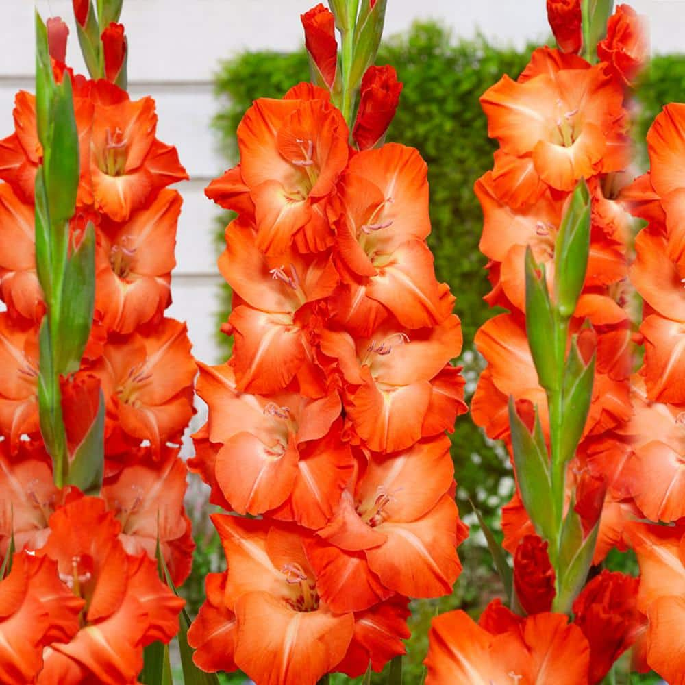 Garden State Bulb 12 cm14 cm Orange Stormy Gladiolus Flower Bulbs (Bag of 90) ECS-176-90-03