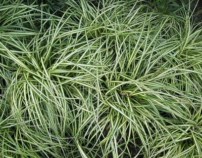 Classy Groundcovers - Sedge 'Evergold' Golden Japanese Variegated Sedge， Evergreen Striped Weeping Sedge， Oshima kan suge， Golden Japanese Variegated Rush， Old Gold {25 Pots - 3 1/2 inch Square}