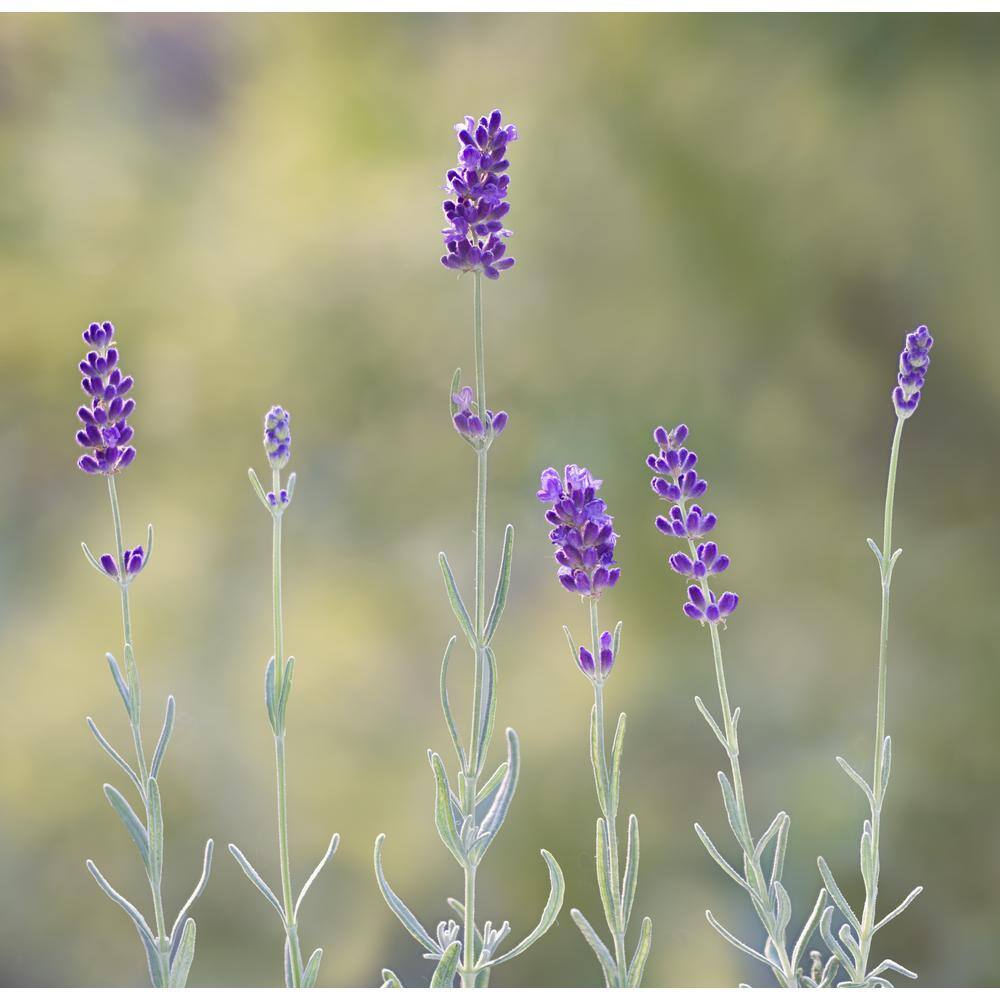 BELL NURSERY 3 Gal. Landscape Purple Lavender Perennial Plant (1-Pack) 456944