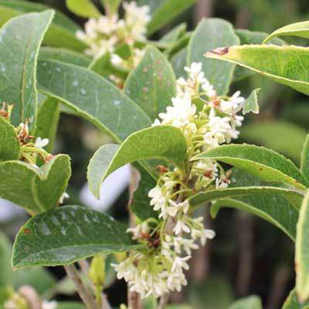 Brighter Blooms 3 Gal. Fragrant Tea Olive Shrub OSM-FRA3