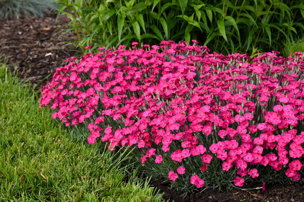 0.65 Gallon Paint The Town Magenta (Dianthus) Live Plant， Purple Flowers