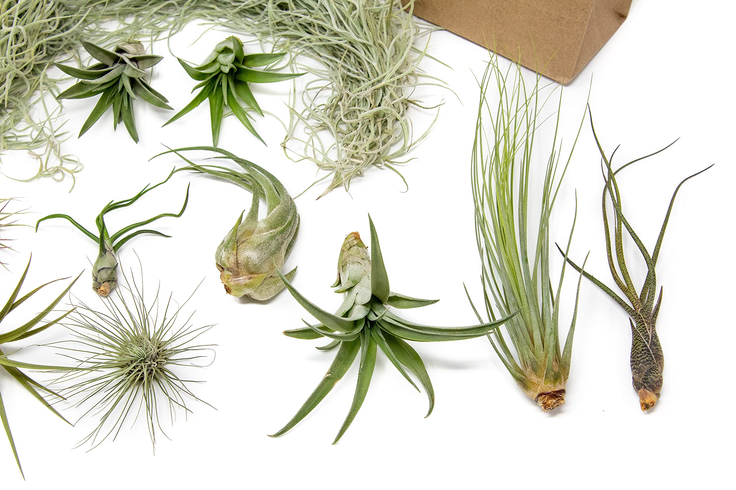 10 Pack Grab Bag Air Plants Gift Wrapped with Spanish Moss - Live Tillandsia - Easy Care House Plant - Succulents - 30 Day Guarantee