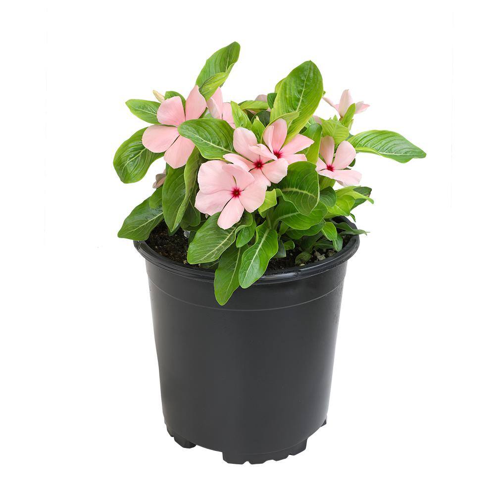 ALTMAN PLANTS 1-Gallon Vinca Plant Pink Flowers (Single) 0881452