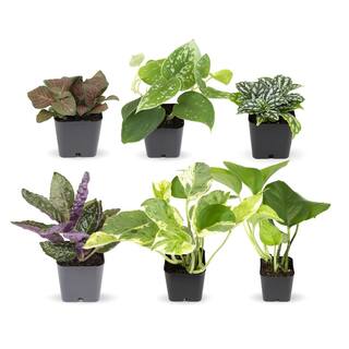 ALTMAN PLANTS 2 in. Assorted Mini-Foliage (6-Pack) 0881360