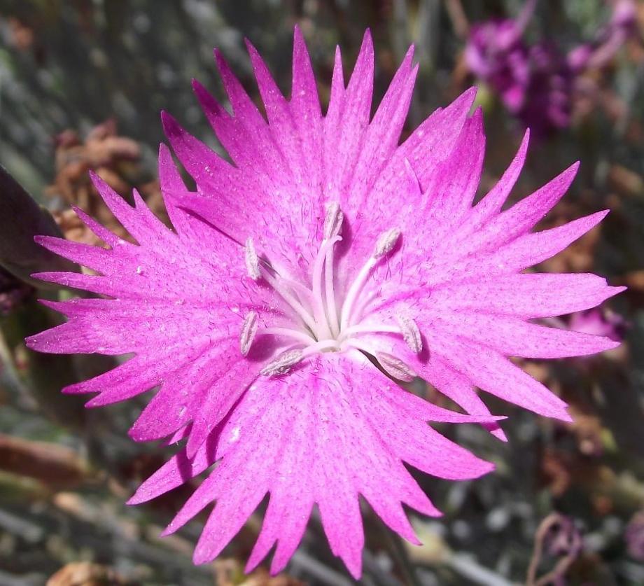 Classy Groundcovers - Dianthus gratianopolitanus 'Fire Witch'  Dianthus gratianopolitanus 'Firewitch'， Dianthus gratianopolitanus 'Feuerhexe' {25 Pots - 3 1/2 inch Square}