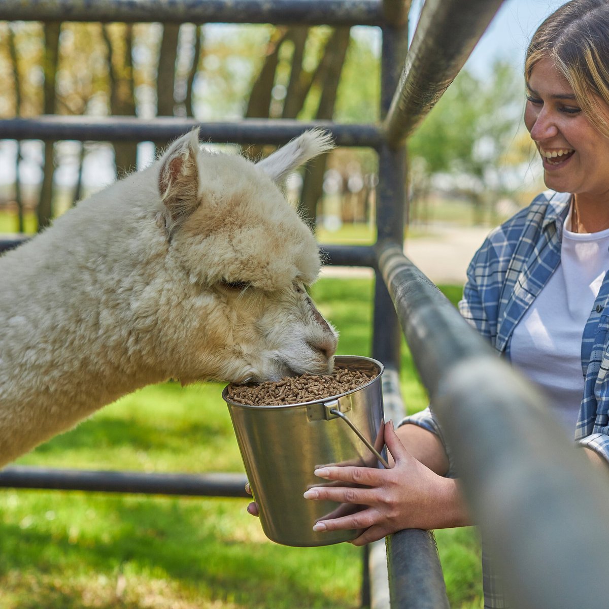 Mazuri Alpaca Performance Alpaca Food， 40-lb bag