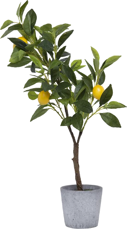 Faux Green Tree with Lemons Arrangement in Cement Pot