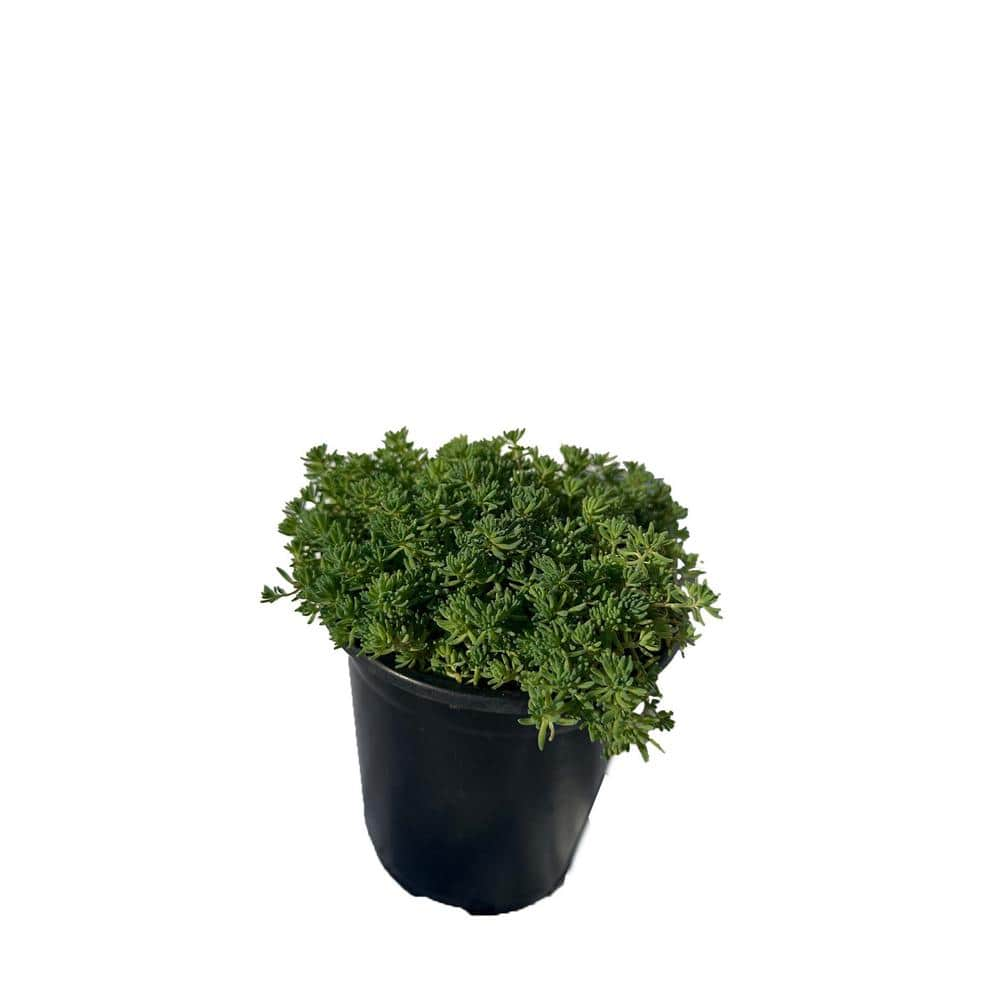 Zeus  Ruta Sedum Blue Carpet Plants Pet-Safe Spreading in Pots (3-Pack) W1009-SC3