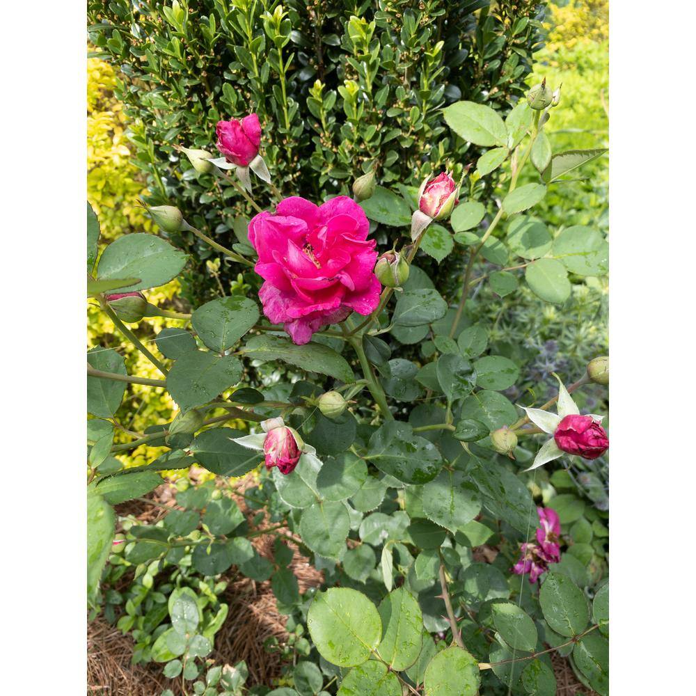 Vigoro 2 Gal. Echo Brindabella Roses Purple Prince Plant with Fragrant Double Purple Flowers 11572