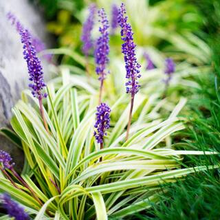 national PLANT NETWORK 4 in. Variegated Liriope Flowering Shrub With Purple Blooms - 6 Piece HD1031