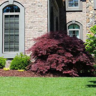 Brighter Blooms 2 Gal. 2 ft. to 3 ft. Tall Tamukeyama Japanese Maple MAP-JTM-23-2