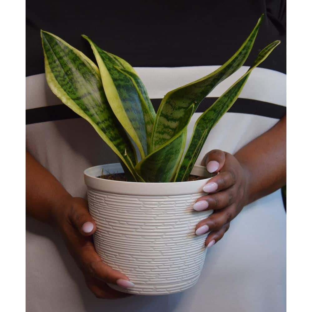 Vigoro Grower's Choice Sansevieria Indoor Snake Plant in 6 in. White Ribbed Decor Pot Avg Shipping Height 1-2 ft. (2-Pack) CO.SL07.3.VI.WH