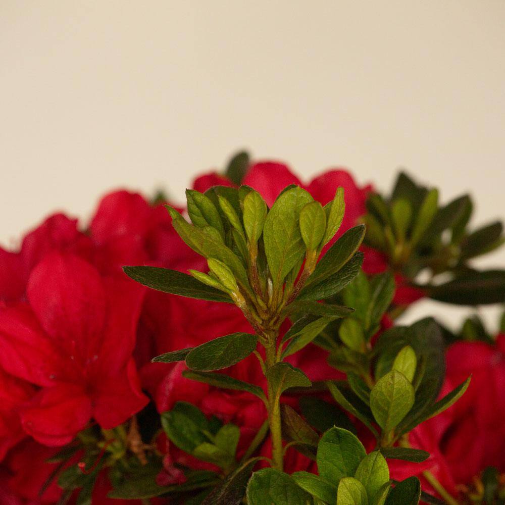 ENCORE AZALEA 1 Gal. Autumn Bonfire Reblooming Azalea Shrub with Red Flowers 80371