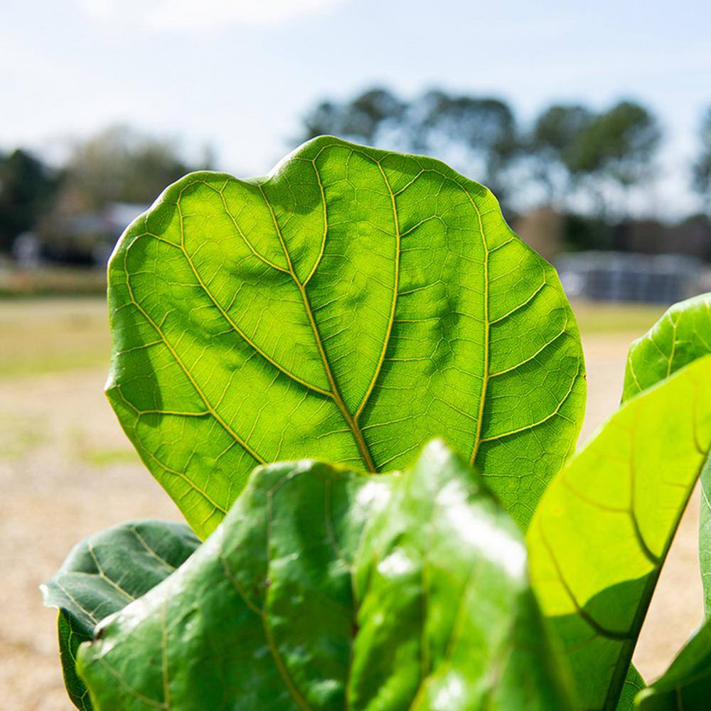 3 Gal. Fiddle Leaf Fig Plant (2-Pack) THD100002