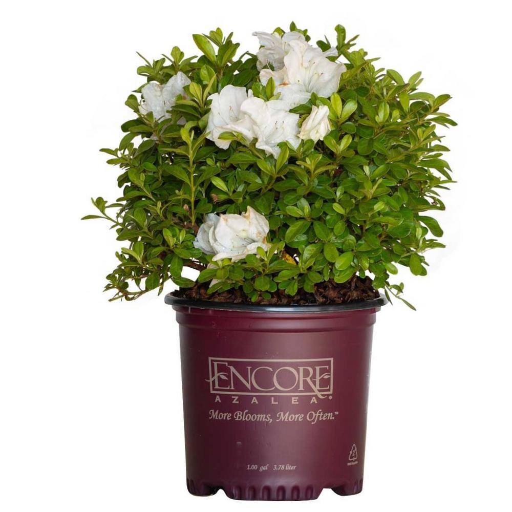 ENCORE AZALEA 1 Gal. Autumn Angel Shrub with Clear White Reblooming Flowers 80631