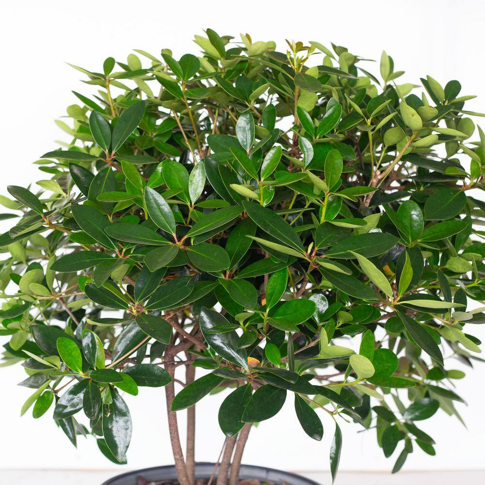 SOUTHERN LIVING 3 Gal. Bigfoot Cleyera - Live Fast Growing Evergreen Shrub Glossy Foliage 55073