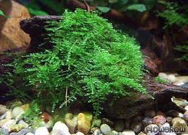 Christmas Moss Vesicularia Portion Live Aquarium Plants BUY2 GET1 FREE