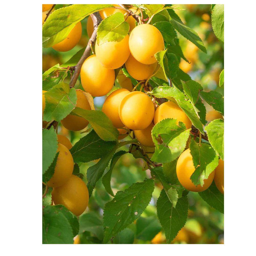 5 Gal. Byron Gold Plum Tree PLUBYR05GSL