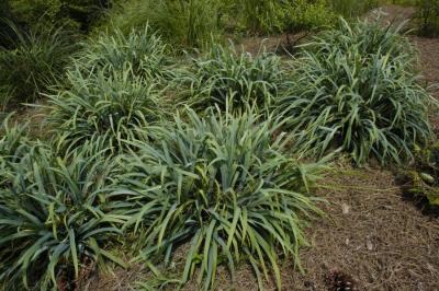 Classy Groundcovers - Carex laxiculmis 'Hobb' (Bunny Blue  )  {25 Pots - 3 1/2 inch Square}