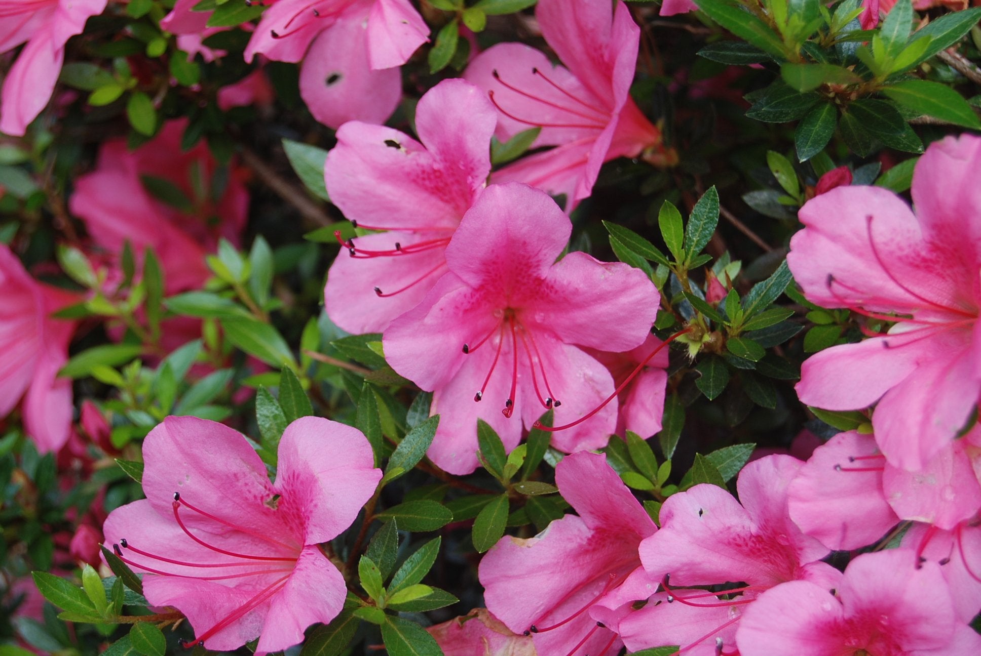 Azalea X Satsuki 'Chinzan'